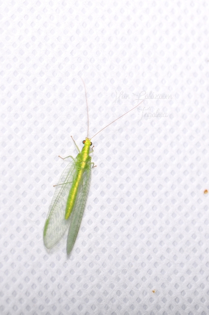 Chrysopidae - zöldfátyolkák