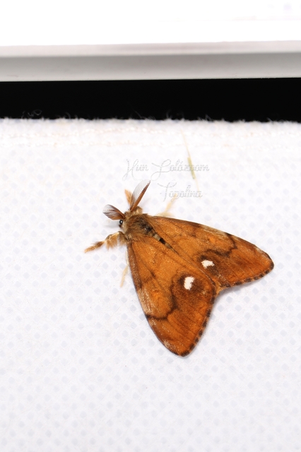 Orgyia antiqua - rozsdabarna kisszövő