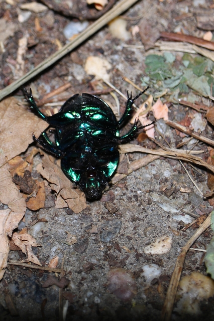 Trypocopris vernalis - tavaszi álganéjtúró