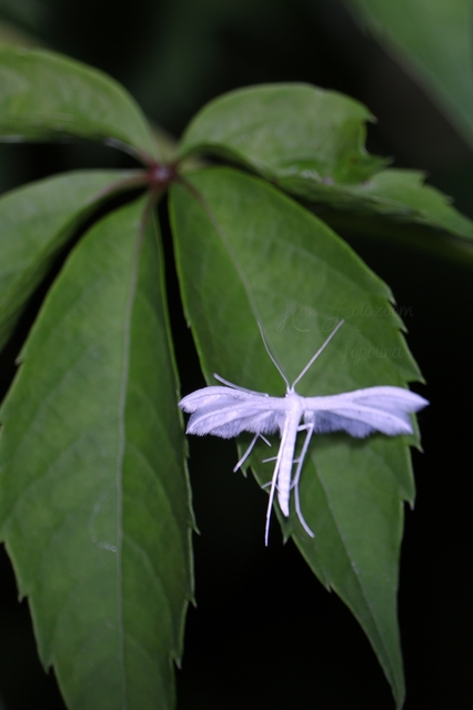 Pterophorus pentadactyla - fehér tollasmoly