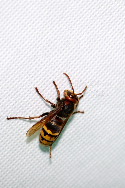 Vespa crabro - lódarázs
