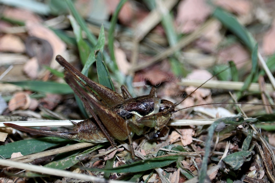 Pachytrachis gracilis - karcsú szöcske