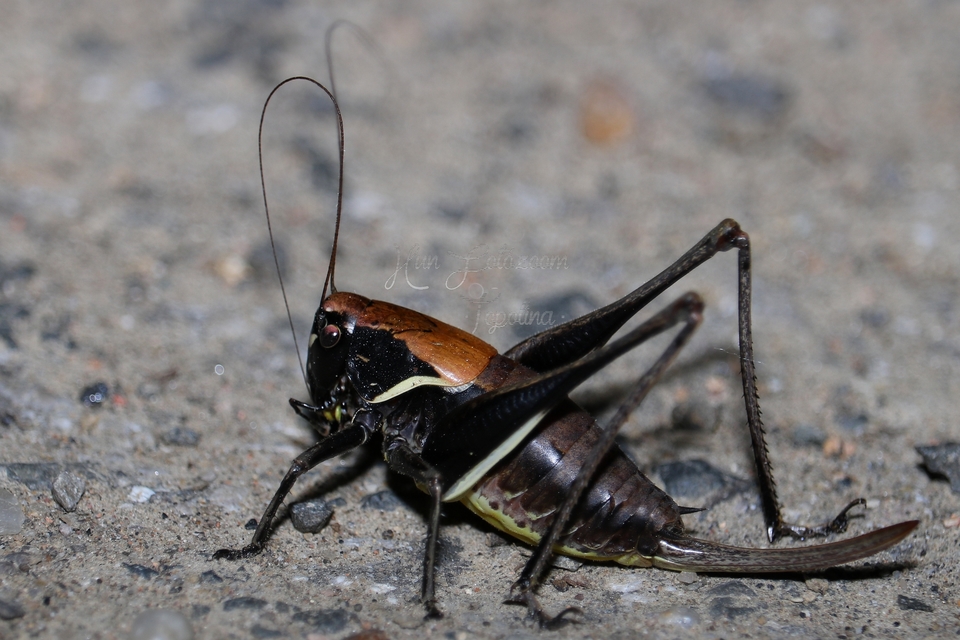 Pholidoptera aptera - nagy avarszöcske