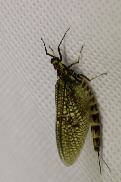 Ephemeroptera - Kérészek