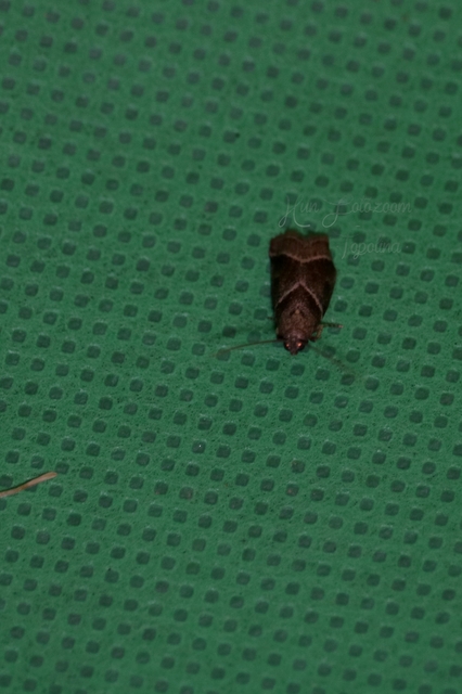 Nyctegretis lineana - agátszínű karcsúmoly