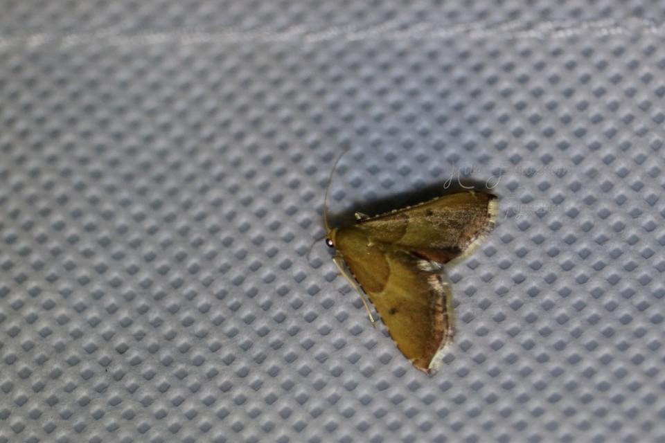 Endotricha flammealis - tüzesszárnyú fényilonca