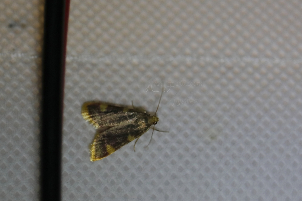 Hypsopygia costalis - szénailonca