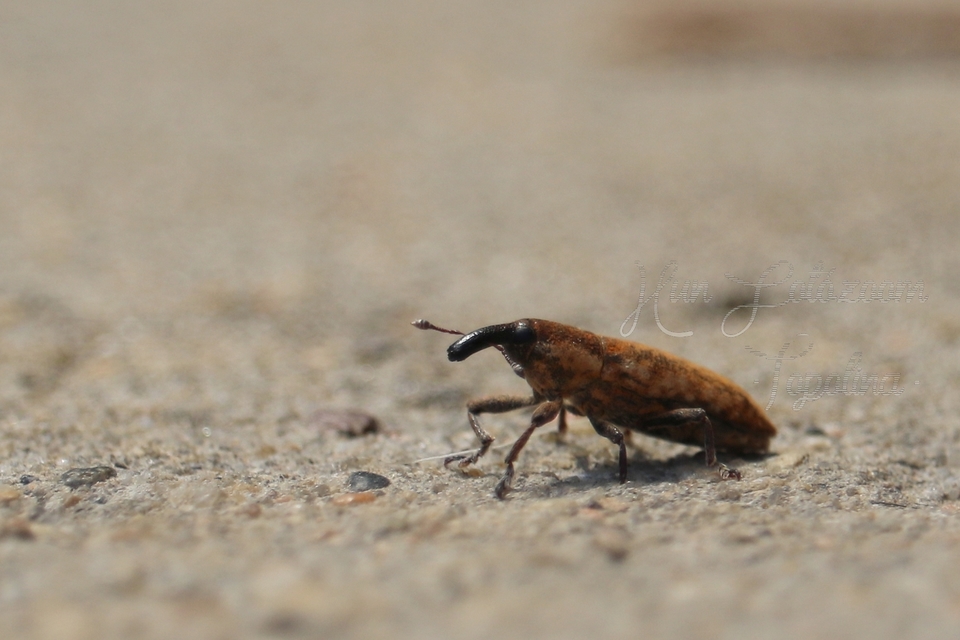 Lixus brevipes - vaskosorrú dudvabarkó