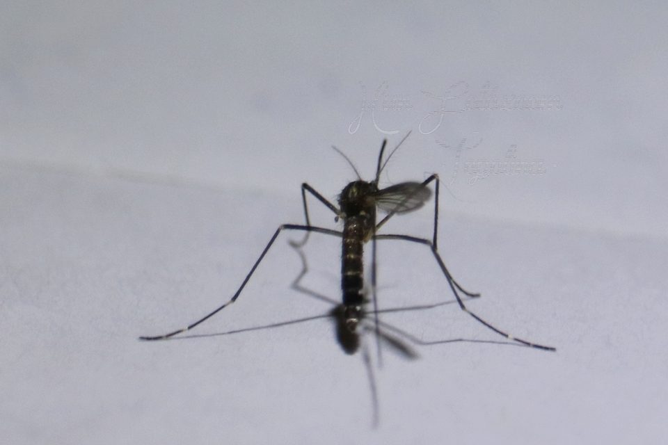 Aedes