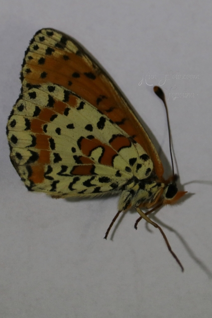 Melitaea didyma - tüzes tarkalepke
