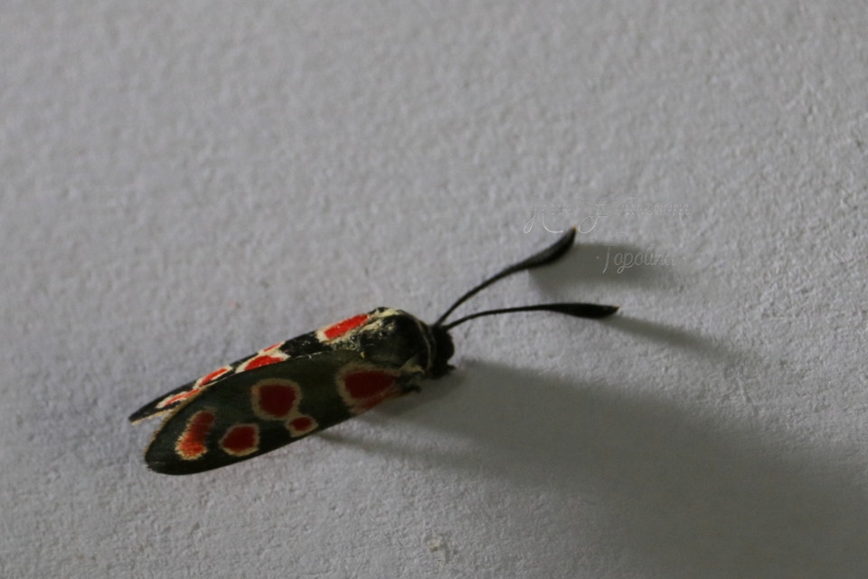 Zygaena carniolica - fehérgyűrűs csüngőlepke