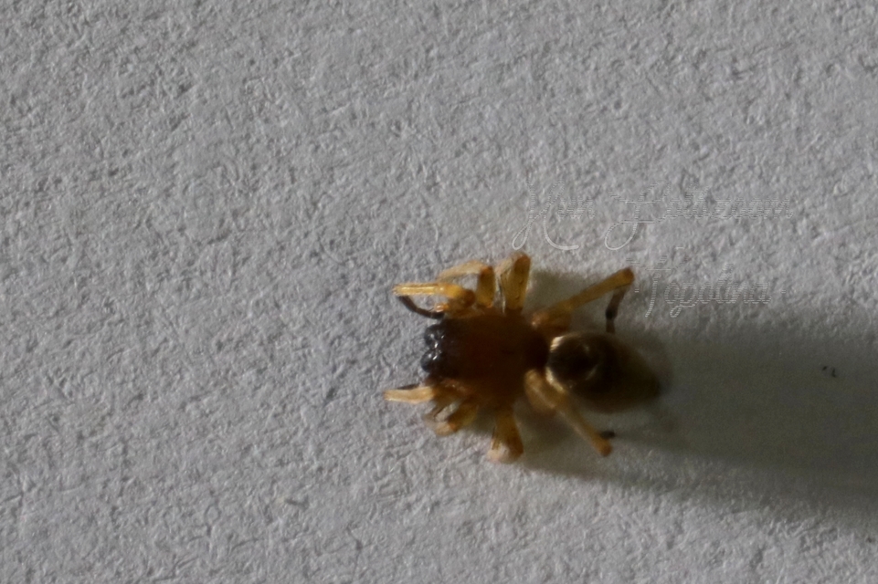 Clubionidae - kalitpókok