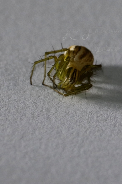 Oxyopes lineatus
