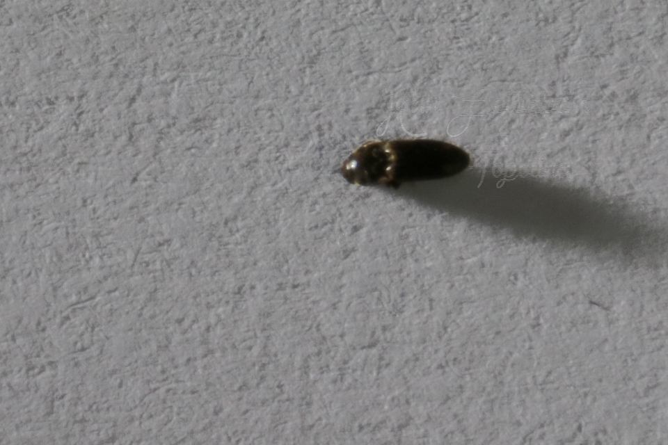 Drasterius bimaculatus - változékony pattanó