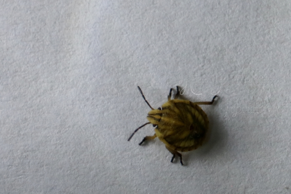 Eurygaster Eurygaster