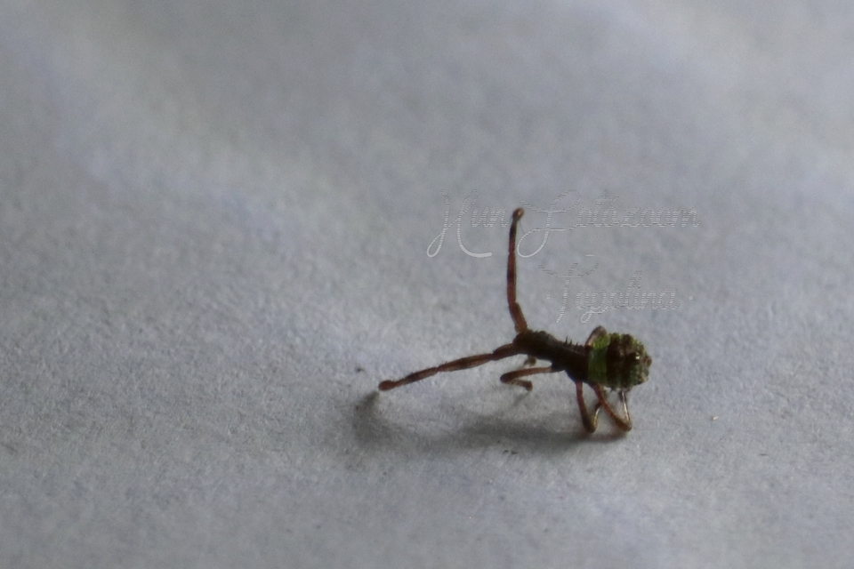 Coreus marginatus - közönséges karimáspoloska