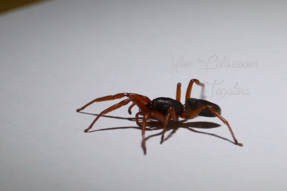 Dysderidae - fojtópókok