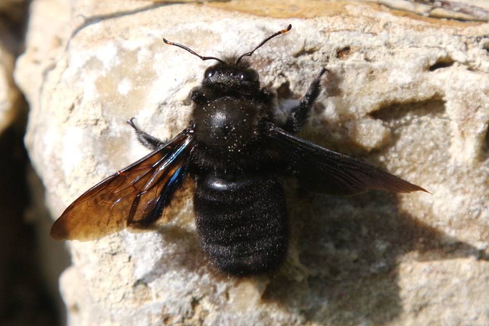 Xylocopa violacea - kék fadongó