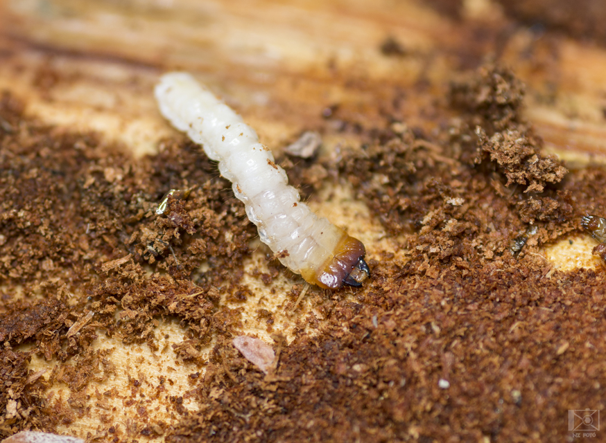 Rhagium inquisitor - fenyves-tövisescincér
