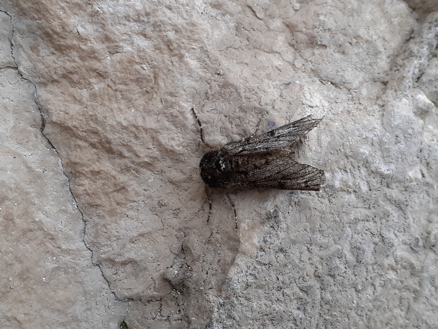 Biston strataria - barnapettyes araszoló