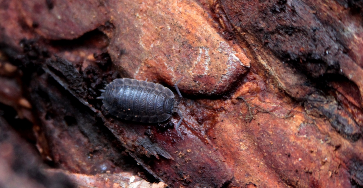 Trachelipus ratzeburgii - lebenyes ászka