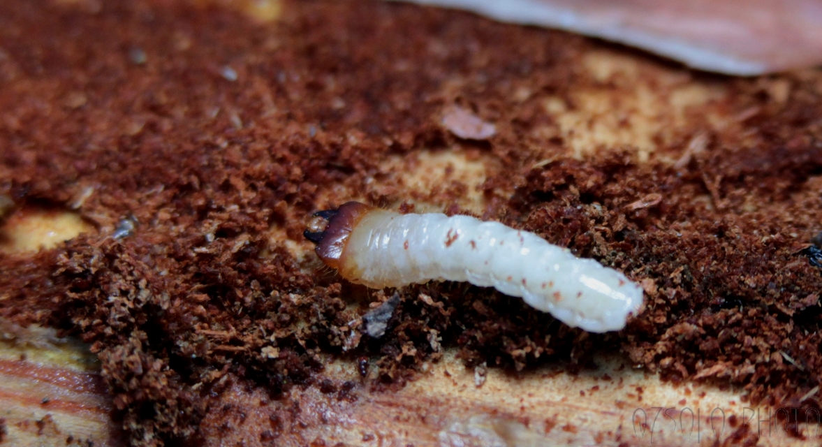 Rhagium inquisitor - fenyves-tövisescincér