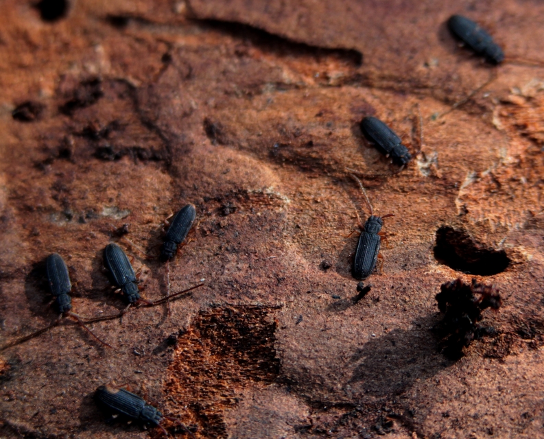 Uleiota planatus - hosszúcsápú fogasnyakú-lapbogár