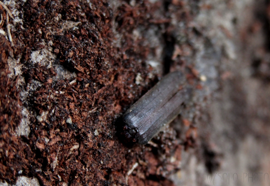 Aegosoma scabricorne - diófacincér