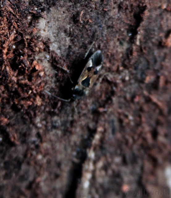Rhyparochromus vulgaris - közönséges díszesbodobács