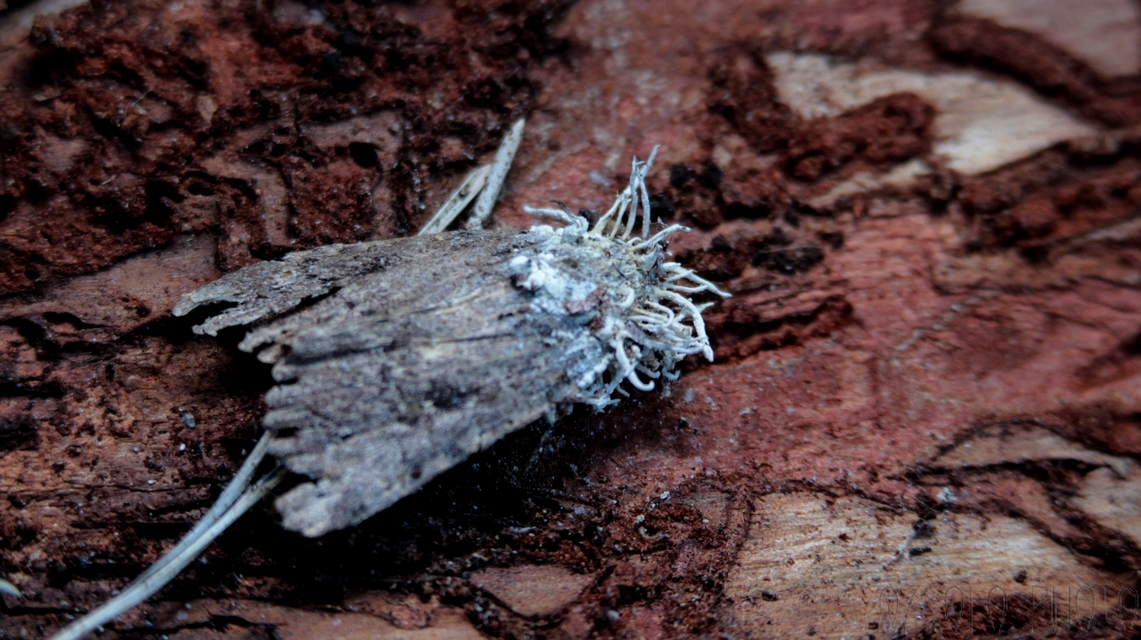 Amphipyra berbera/pyramidea