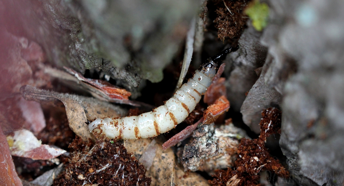 Xylophagidae