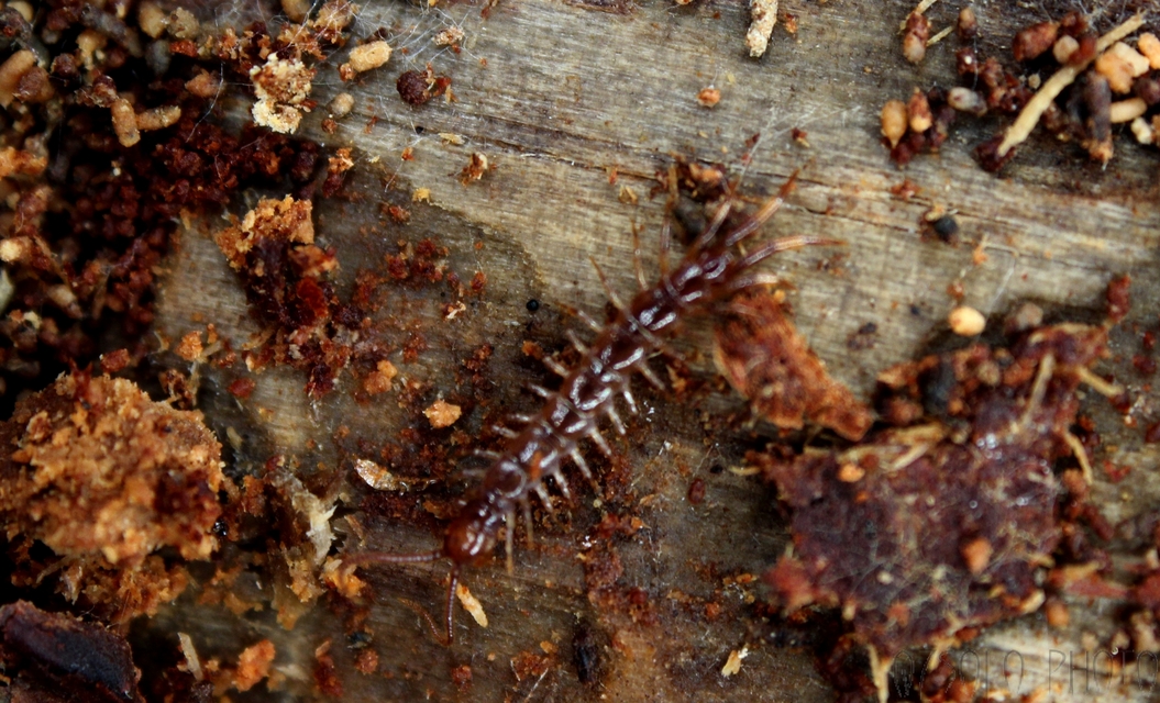 Lithobius