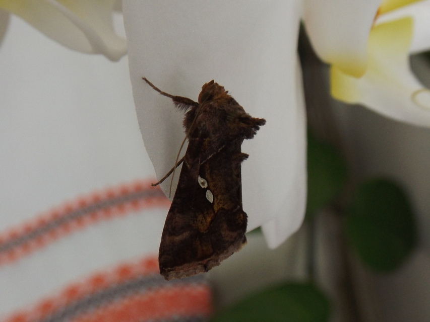 Chrysodeixis chalcites - déli aranybagoly