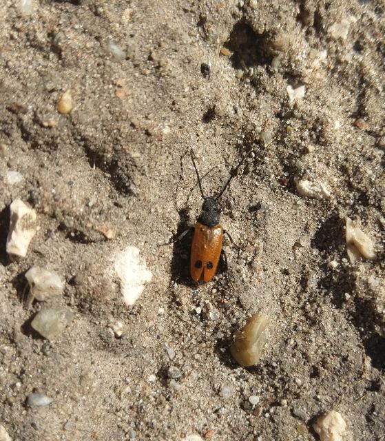 Apalus bimaculatus - kétfoltos élősdibogár