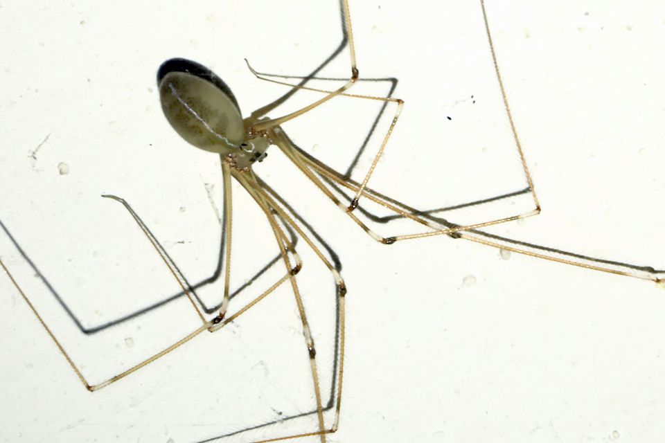 Pholcus phalangioides - nagy álkaszáspók