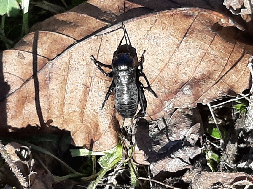 Gryllus campestris - mezei tücsök