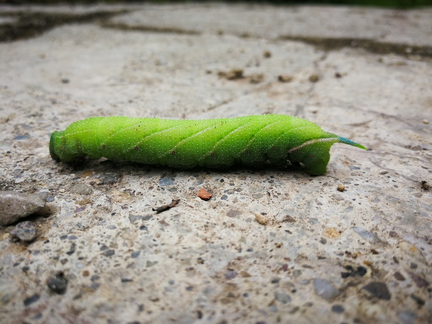Smerinthus ocellatus - esti pávaszem