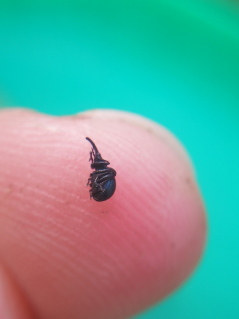 Holotrichapion pisi - lucernarügy-cickányormányos
