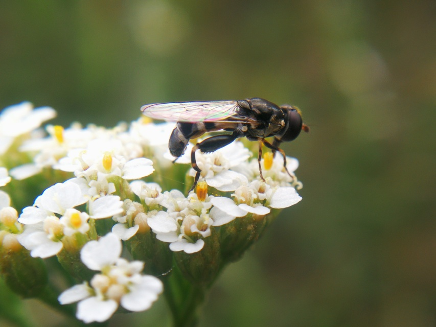 Syritta pipiens - zizegő comboslégy