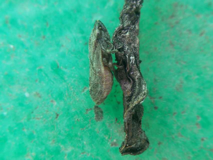 Aphrophoridae