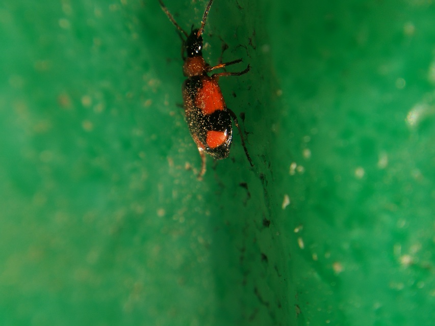 Lebia cruxminor - keresztes cserjefutó