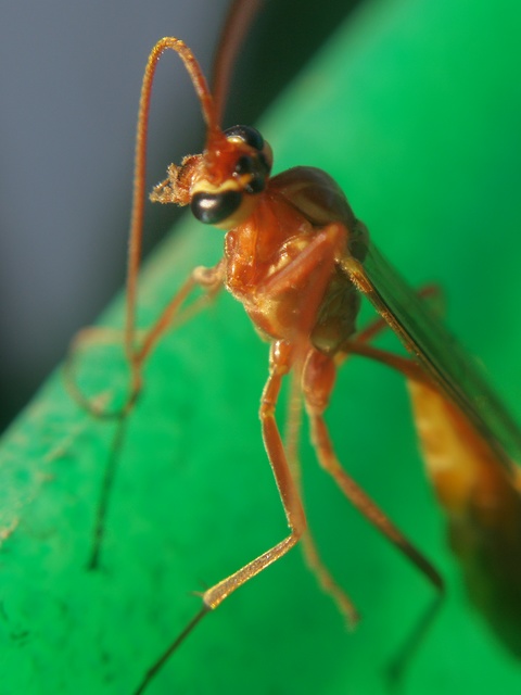 Ophion obscuratus