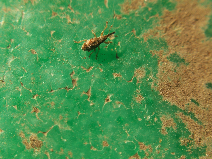 Taeniapion urticarium - csalán-cickányormányos