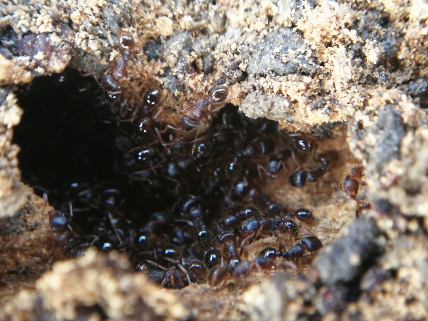 Tetramorium