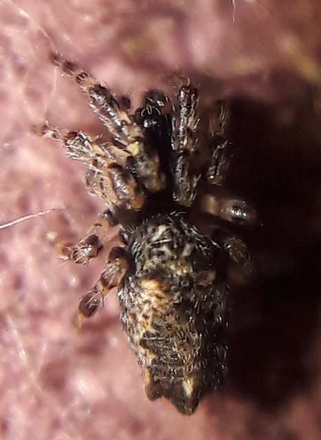 Cyclosa oculata - mediterrán csúcsos-keresztespók