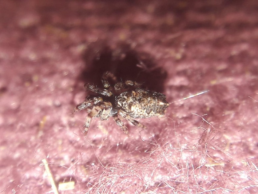 Cyclosa oculata - mediterrán csúcsos-keresztespók