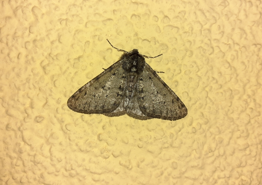 Apocheima pilosaria - zöldes tavasziaraszoló