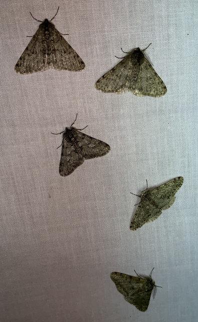 Apocheima pilosaria - zöldes tavasziaraszoló