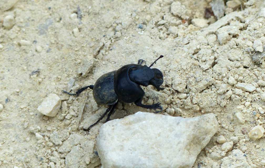 Lethrus apterus - nagyfejű csajkó