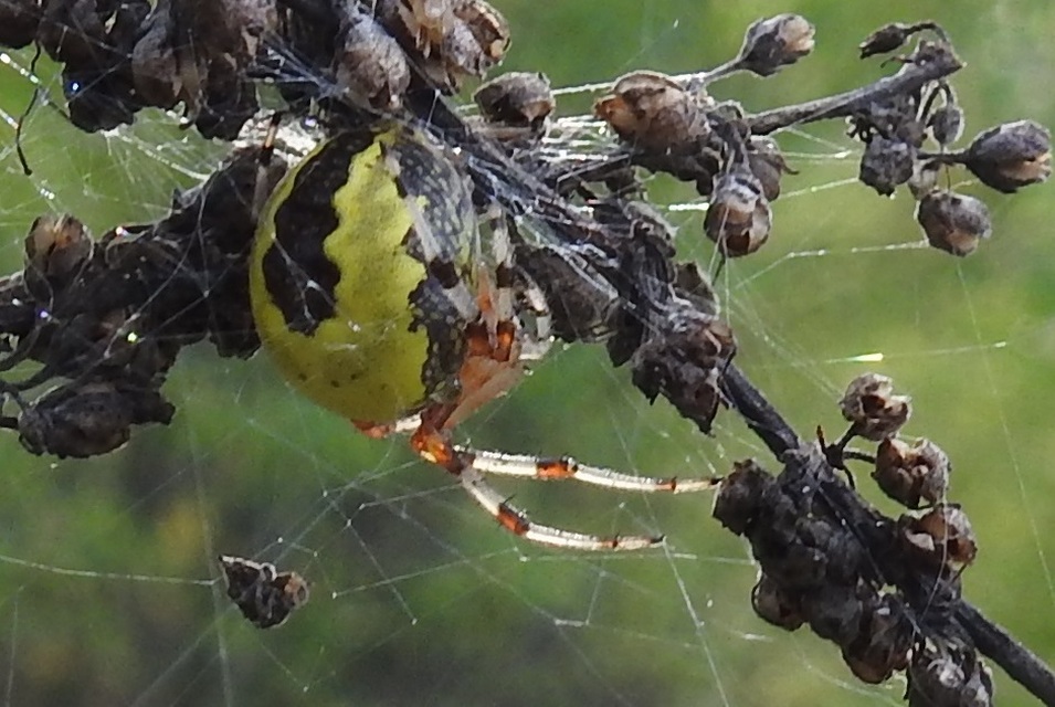 Araneus marmoreus - márványos keresztespók
